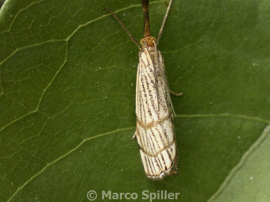 Farfallina da identificare